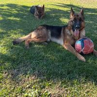 Pastore tedesco per monta