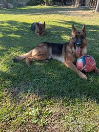 Pastore tedesco per monta