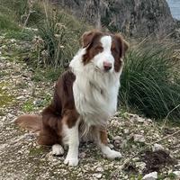 Pastore Australiano disponibile per monta