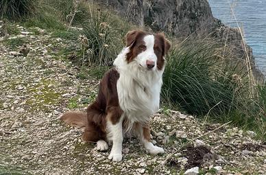 Pastore Australiano disponibile per monta