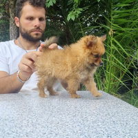 Cuccioli volpino italiano rosso