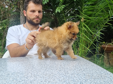 Cuccioli volpino italiano rosso