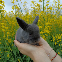 Coniglietti ariete nano blu