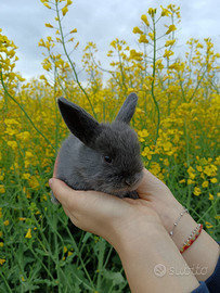 Coniglietti ariete nano blu