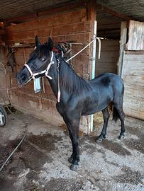 Hackney pony