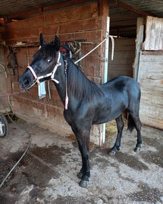 Hackney pony