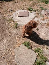 Cucciola lagotto romagnolo