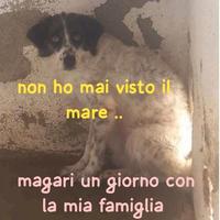 Angel femmina 6 anni