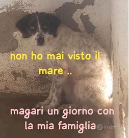 Angel femmina 6 anni