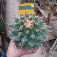 Thelocactus santaclarensis. vaso 10 cm Cactus 