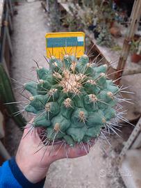 Thelocactus santaclarensis. vaso 10 cm Cactus 