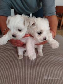 Maltese