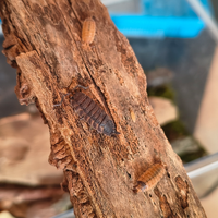 Isopodi Porcellio scaber lava