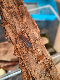 Isopodi Porcellio scaber lava