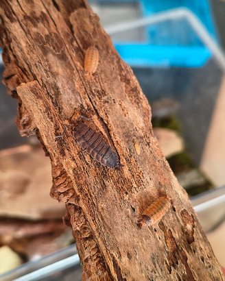 Isopodi Porcellio scaber lava