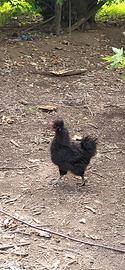 gallo  moroseta 