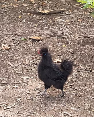 gallo  moroseta 