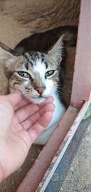 gattino maschio 