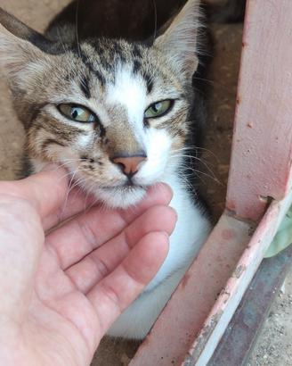 gattino maschio 