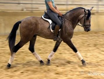 Cavallo PRE 3 anni