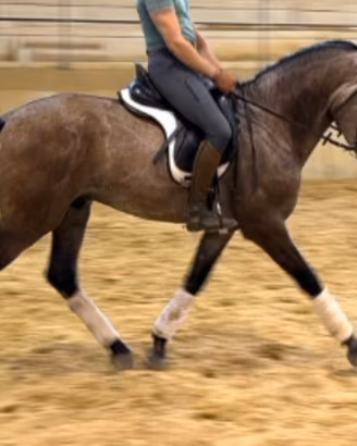 Cavallo PRE 3 anni
