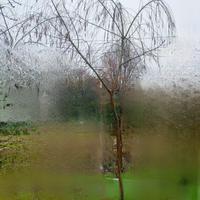 salice piangente pianta