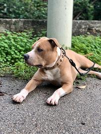 Pitbull