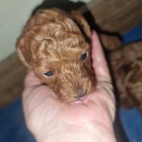 Cucciole femmine barboncino