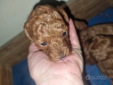 Cucciole femmine barboncino