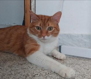 Animali da compagnia