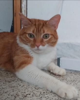 Animali da compagnia