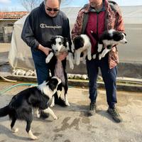 Cuccioli di Border Collie in pronta consegna