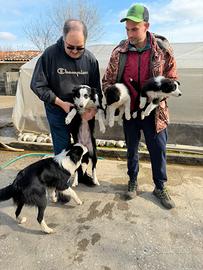 Cuccioli di Border Collie in pronta consegna
