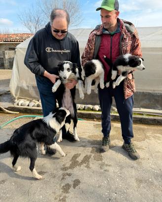 Cuccioli di Border Collie in pronta consegna