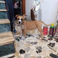 Cuccioli di Amstaff