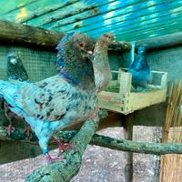 Colombi razza Modenese Tedesco