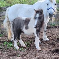 Pony con puledro