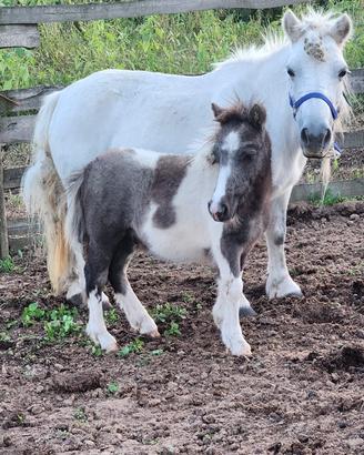 Pony con puledro