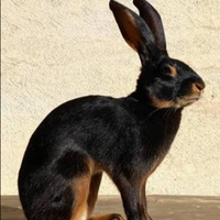 Lepre Belga (LEGGERE BENE)