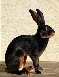 Lepre Belga (LEGGERE BENE)