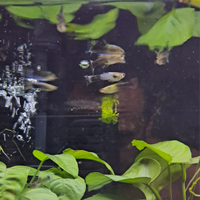 Guppy mix