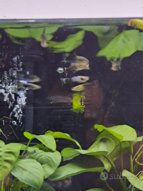 Guppy mix