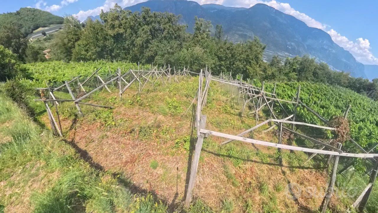 Vigneto nei dintorni di Prissiano - Vista 5