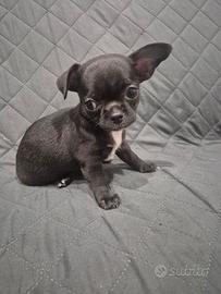 Chihuahua cucciolo pelo corto.