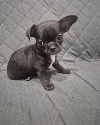 Chihuahua cucciolo pelo corto.