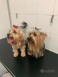 Due dolci Yorkshire di 6 anni