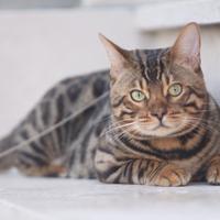 Gatto del bengala per monta