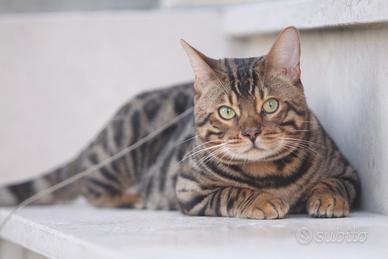 Gatto del bengala per monta