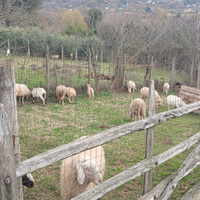 Pecore agnelli capre