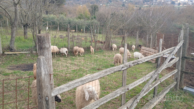 Pecore agnelli capre